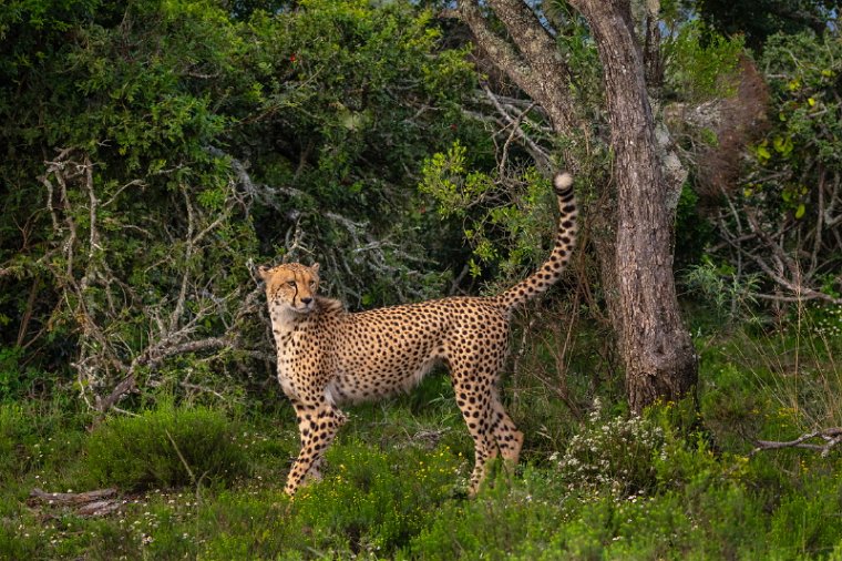 104 Port Elizabeth, Pumba Private Game Reserve, Zuid-Afrika.jpg